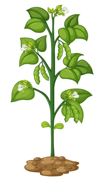 Groszek zielony na rośliny — Wektor stockowy