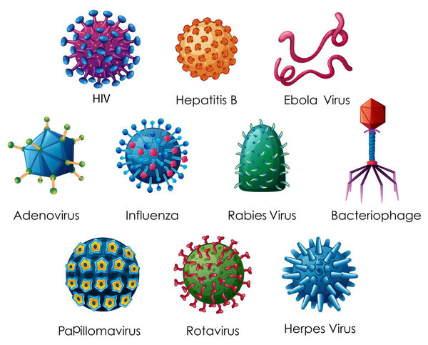 Diagram showing different kinds of viruses