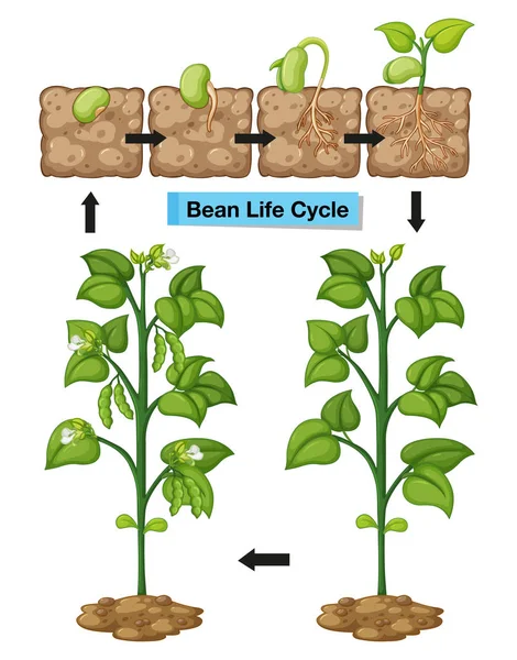 Schéma zobrazení životního cyklu fazole — Stockový vektor
