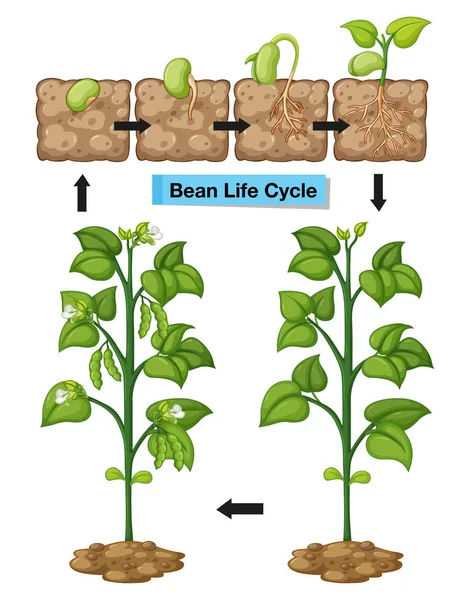 Diagrama mostrando ciclo de vida do feijão —  Vetores de Stock