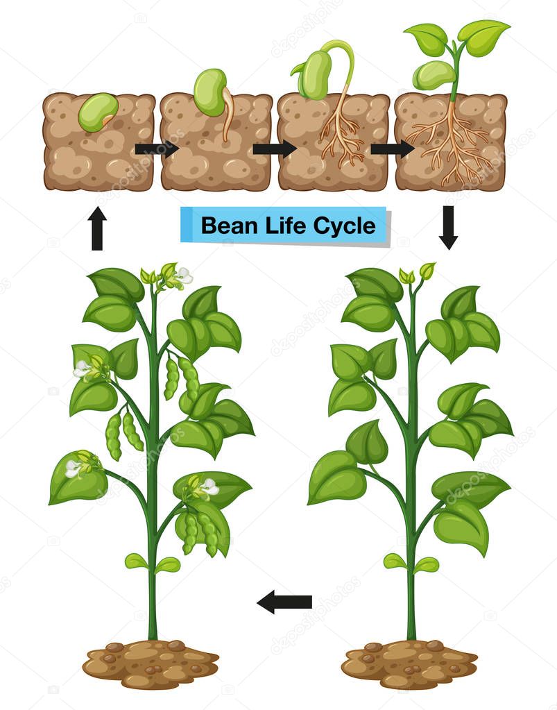 Diagram showing life cycle of bean