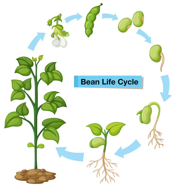 Diagramme montrant le cycle de vie des haricots — Image vectorielle