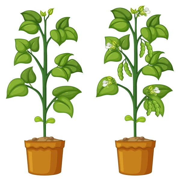 Deux plantes en pot avec haricots — Image vectorielle