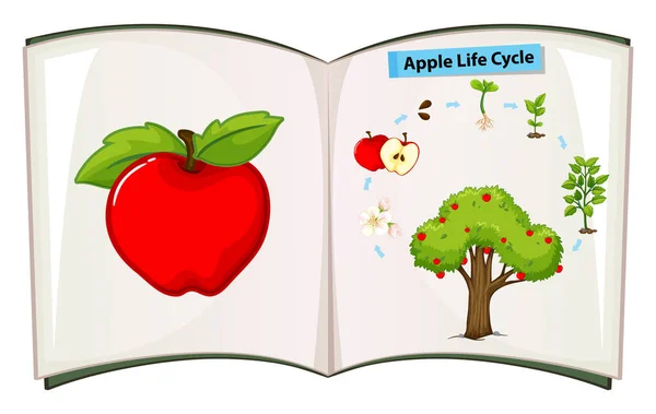 Libro del ciclo de vida de la manzana — Archivo Imágenes Vectoriales