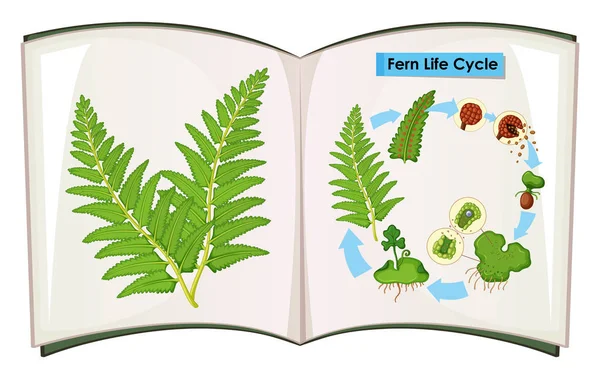本书的蕨类植物生命周期 — 图库矢量图片