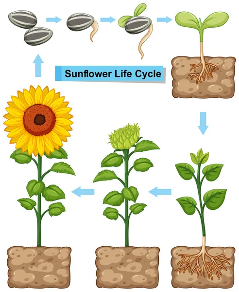 Життєвий цикл соняшникової рослини — стоковий вектор