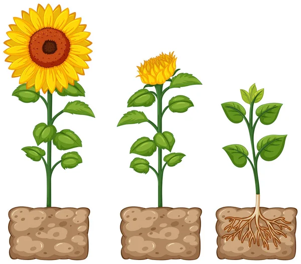 Sonnenblumen wachsen aus dem Boden — Stockvektor