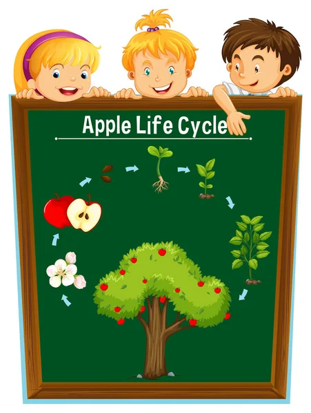 Enfants regardant le cycle de vie de la pomme — Image vectorielle