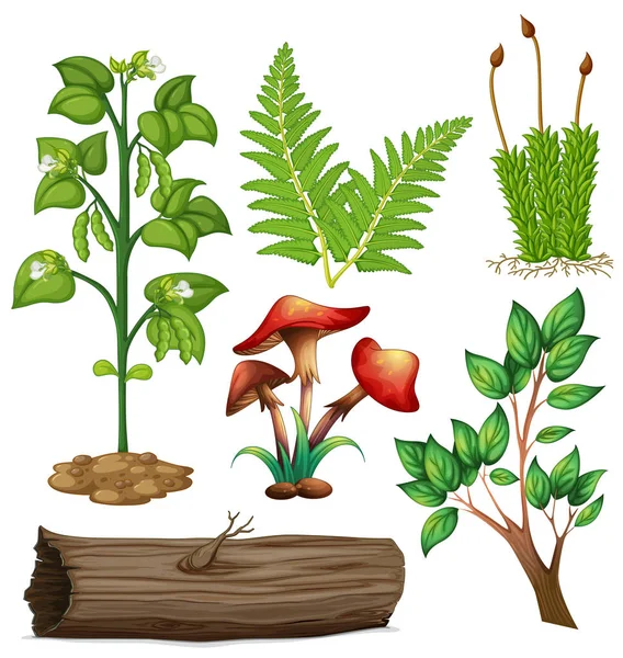 Diferentes tipos de plantas — Vector de stock