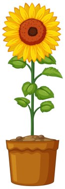 Ayçiçeği toprak kap içinde