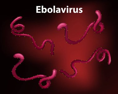 Ebolavirus gösteren diyagram