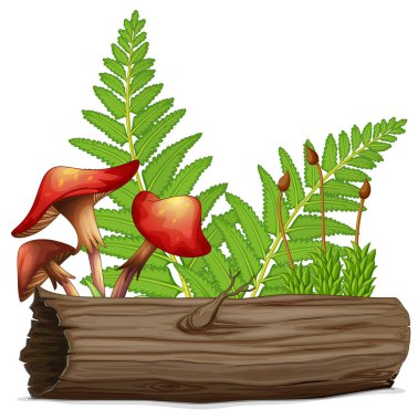 Mantar ve arkadaki fern ile günlük