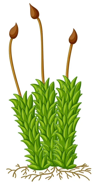 Moss växt med rötter — Stock vektor