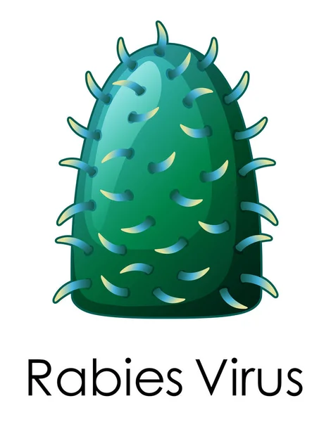 Close structure of rabies virus — Stock Vector
