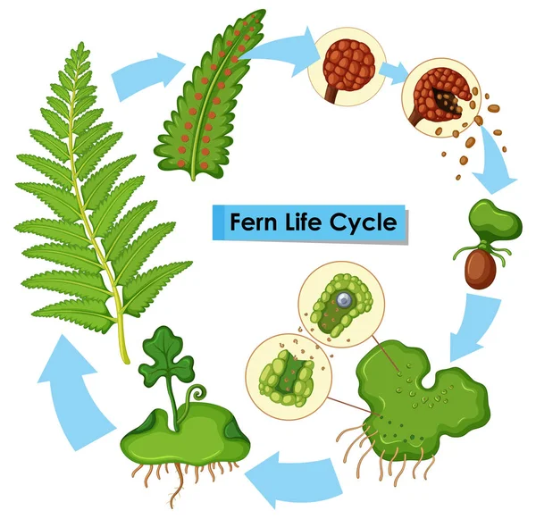 Schema che mostra il ciclo di vita della felce — Vettoriale Stock