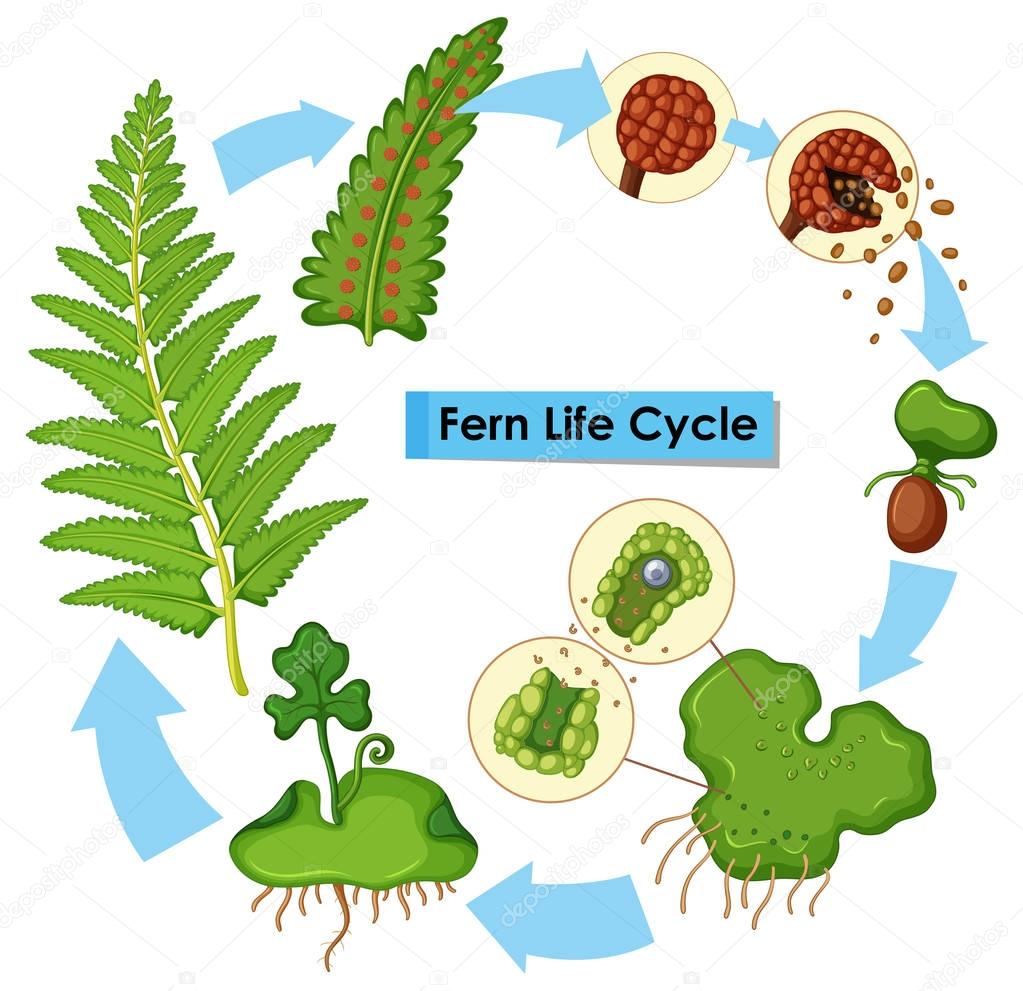 Diagram showing fern life cycle