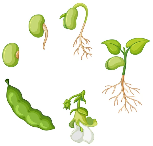 Life cycle of green bean — Stock Illustration Life cycle of green bean Royalty Free Stock Illustrations