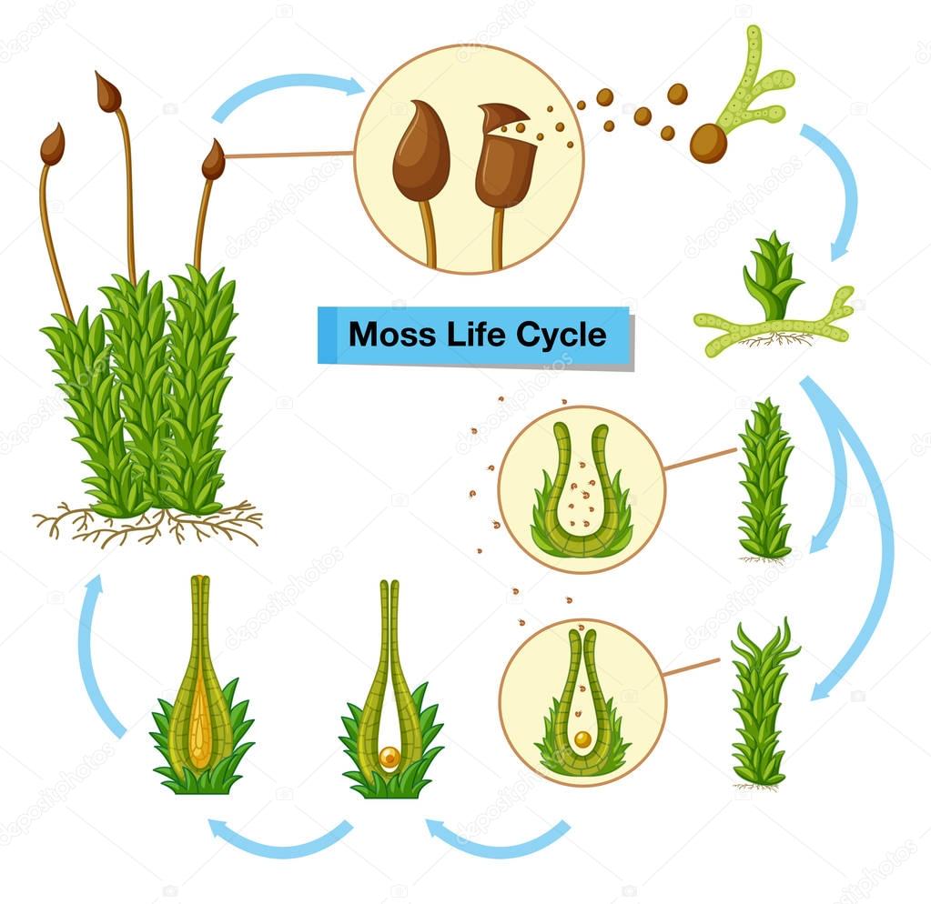 Diagram showing moss life cycle