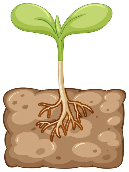 지 하에서 성장 하는 식물 — 스톡 벡터