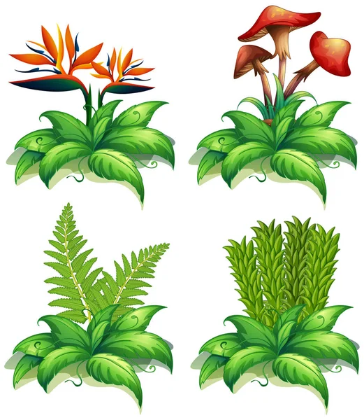 4 つの異なったタイプの白い背景の上の植物 — ストックベクタ