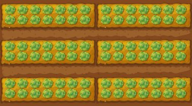 Lahana Bahçe Üstten Görünüm