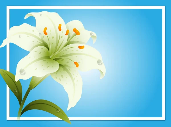 Obramowania szablonu z białej lilii — Wektor stockowy