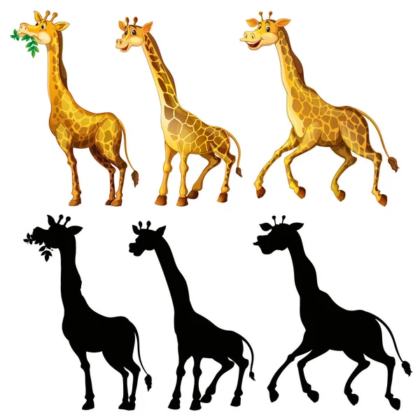 La jirafa y su silueta en tres acciones — Vector de stock
