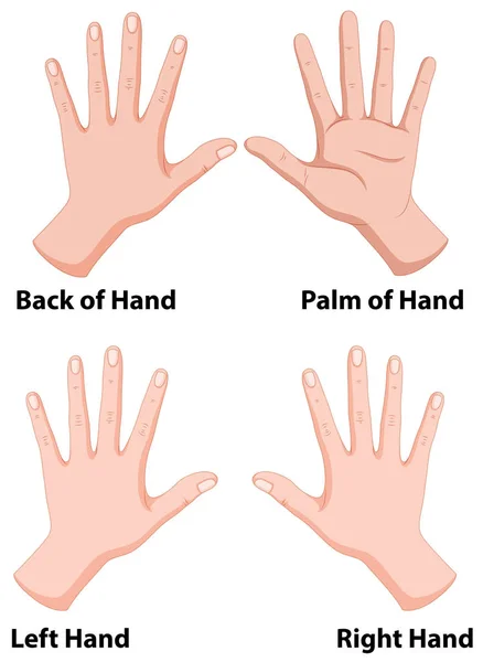 Mains en quatre positions — Image vectorielle