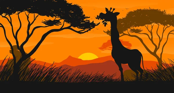 Silhouette scene with giraffe eating leaves — Stock Vector