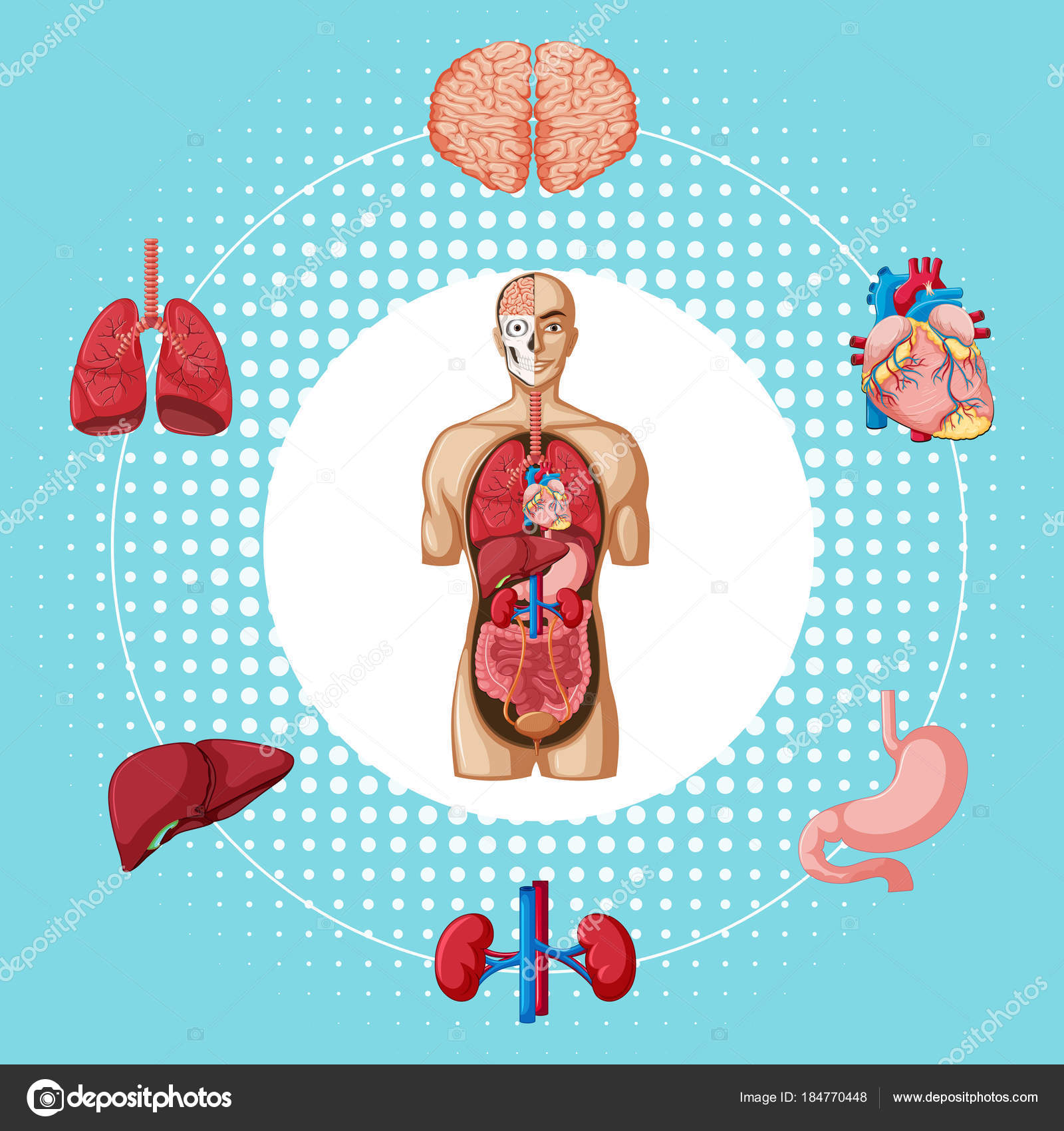 Órganos humanos sobre fondo azul — Vector de stock © interactimages