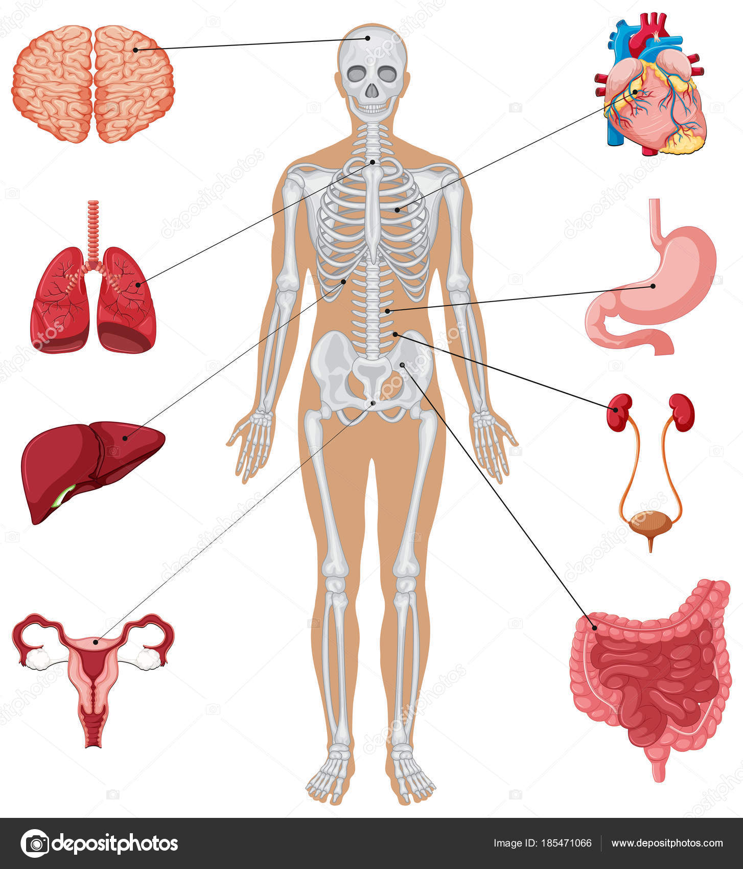 https://st3.depositphotos.com/1526816/18547/v/1600/depositphotos_185471066-stock-illustration-human-anatomy-with-different-internal.jpg