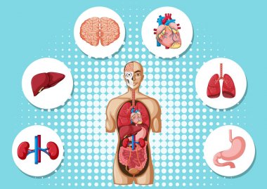 Farklı organları ile insan anatomisi