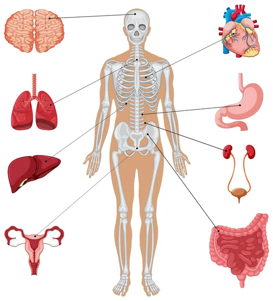 Анатомия человека с различными внутренними органами — стоковый вектор