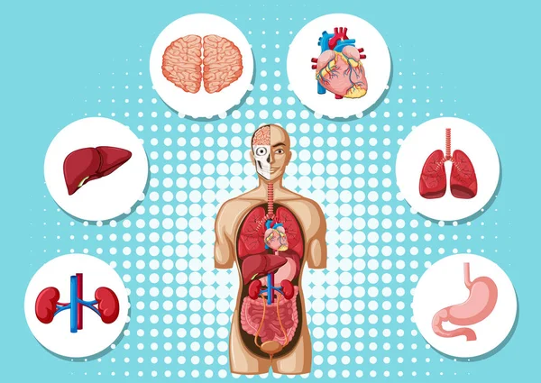 Anatomía humana con diferentes órganos — Archivo Imágenes Vectoriales