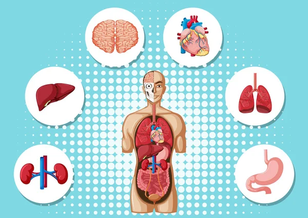 Menselijke anatomie met verschillende organen — Stockvector