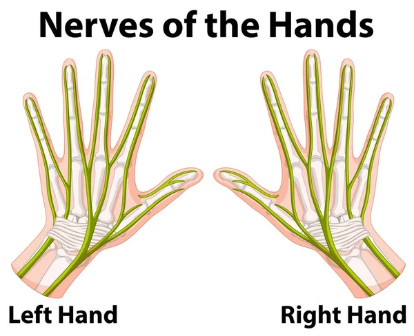 Diagrama mostrando los nervios de las manos — Vector de stock