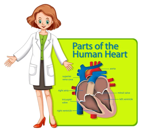 Médico y póster mostrando partes del corazón humano — Vector de stock