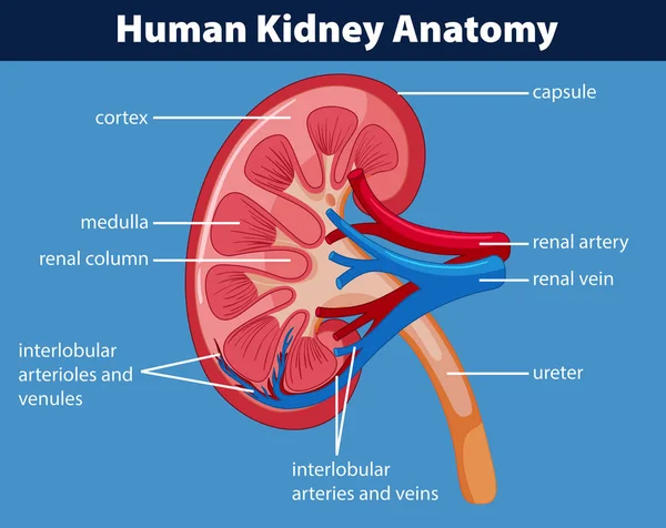 Diagrama que muestra riñón humano — Archivo Imágenes Vectoriales