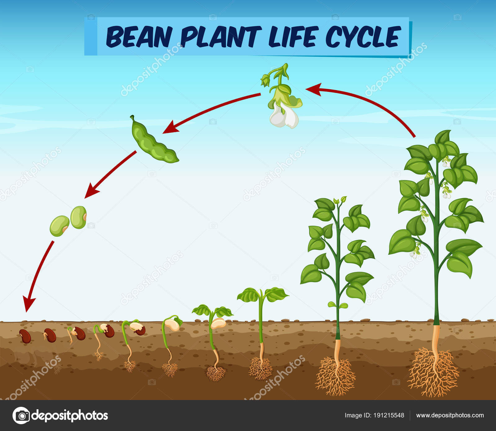 Bean Plant Growth Stages | Images and Photos finder