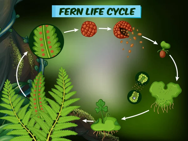 Schéma zobrazení fern životní cyklus — Stockový vektor