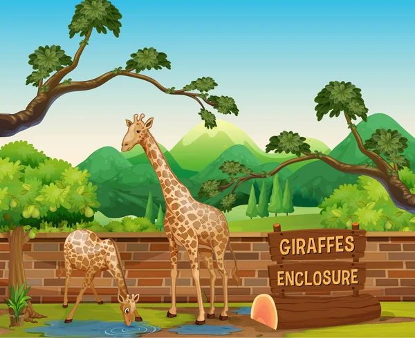 Two giraffes in the zoo — Stock Vector