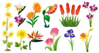 Güzel kır çiçekleri beyaz ackground üzerinde