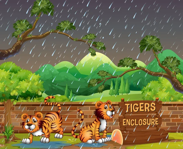 Tigres felices en el zoológico — Archivo Imágenes Vectoriales