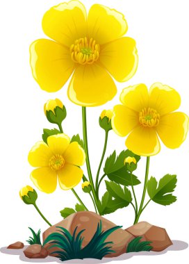 Beyaz arka planda sarı çiçekler ve kayalar