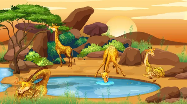 Scena con molte giraffe vicino allo stagno — Vettoriale Stock