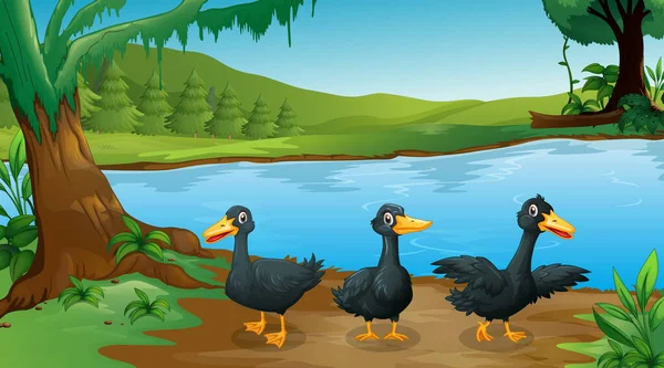 Nehir kenarında üç siyah ördek sahnesi — Stok Vektör