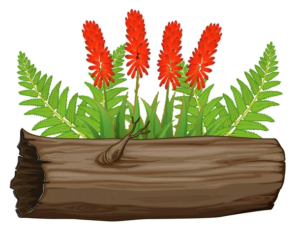 Aloe vera flores e tronco de madeira sobre fundo branco — Vetor de Stock