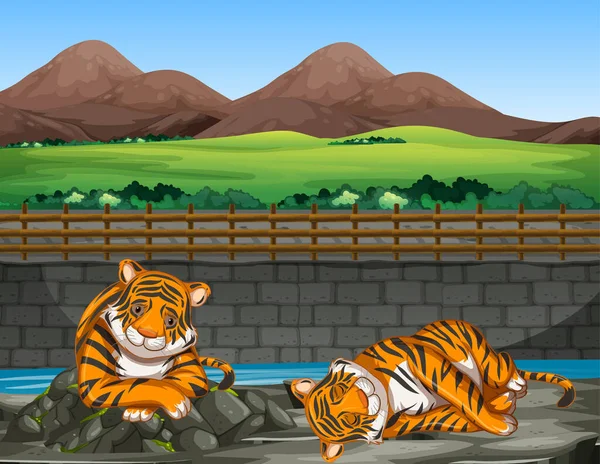 Scene with two tigers at the zoo — Stock Vector
