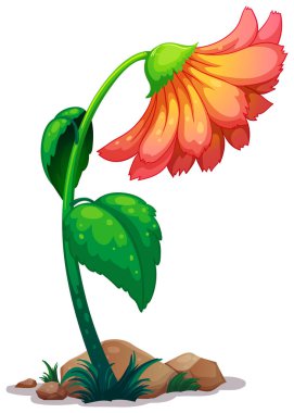 Beyaz arka planda bir papatya çiçeği