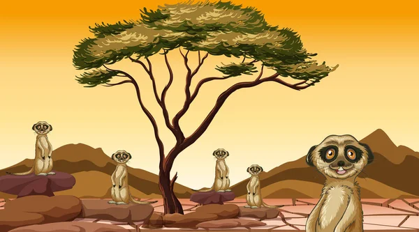 Cena com meerkats no campo — Vetor de Stock